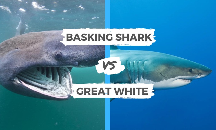 basking shark vs great white