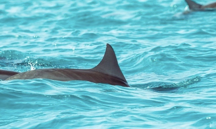 dolphin fin