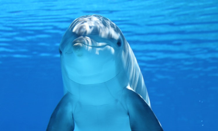 dolphin smiling