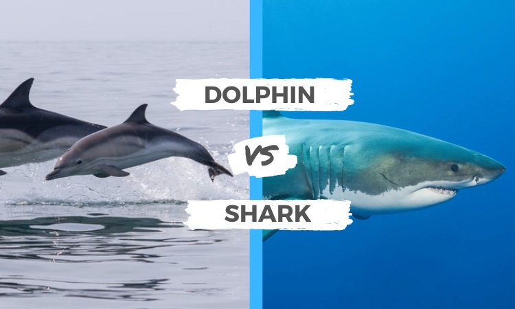 dolphin vs shark