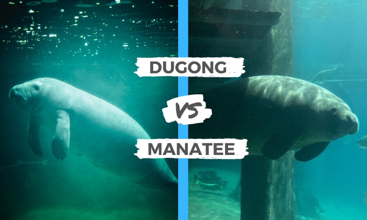 dugong vs manatee