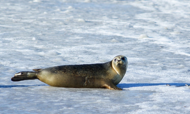 gray seal on ice