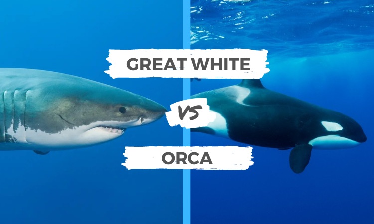 great white shark vs orca