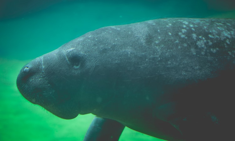 manatee vs dugong