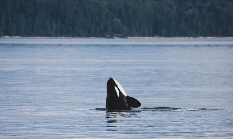 orca in canada