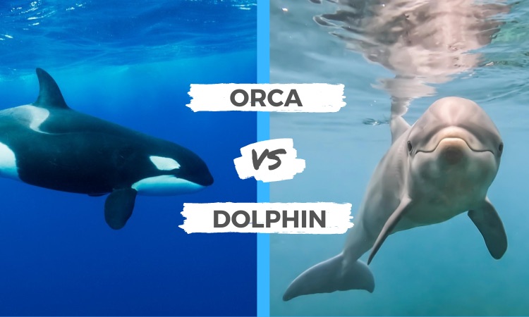 Orca vs Dolphin