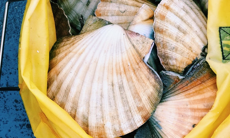 scallops in shells