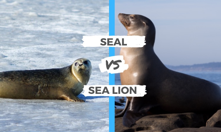 seal vs sea lion