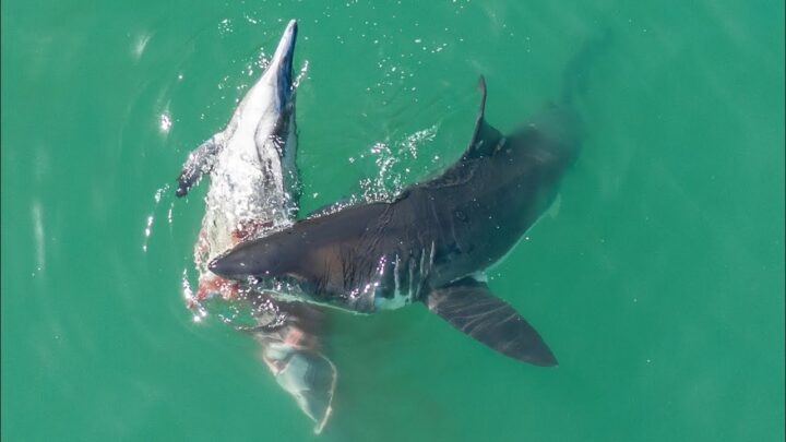shark eating dolphin