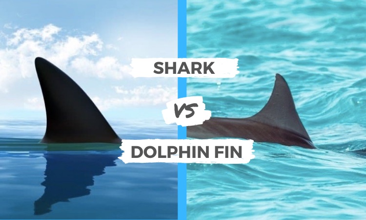 shark vs dolphin fin
