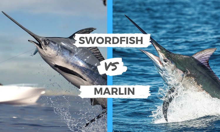 Swordfish vs Marlin