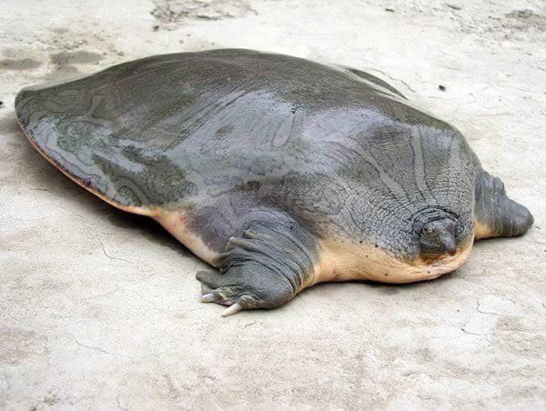 turtle without shell