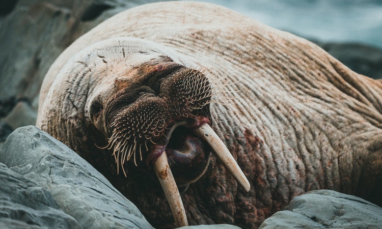 walrus sleeping