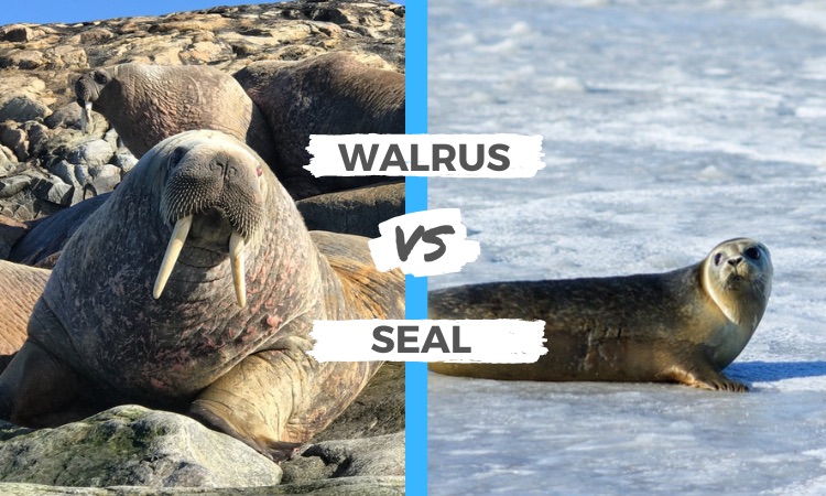 walrus vs seal