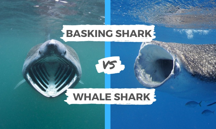 basking shark vs whale shark
