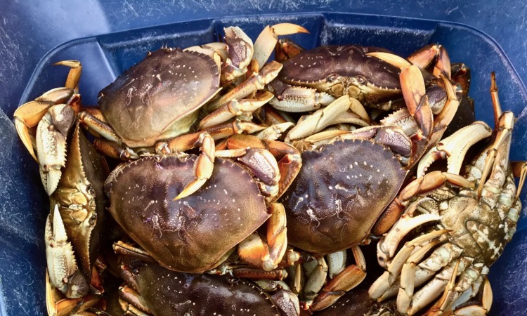 dungeness crabs caught