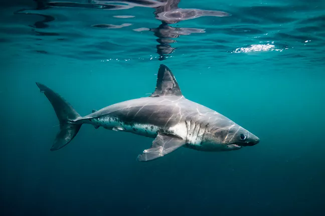 salmon shark swimming