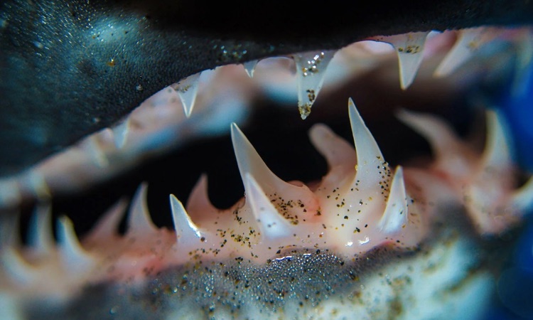 salmon shark teeth