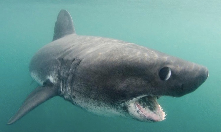 Salmon Shark: Everything You Need to Know