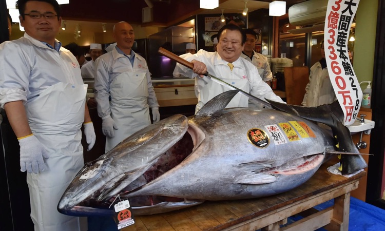 why is bluefin tuna so expensive