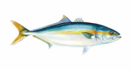 yellowtail fish