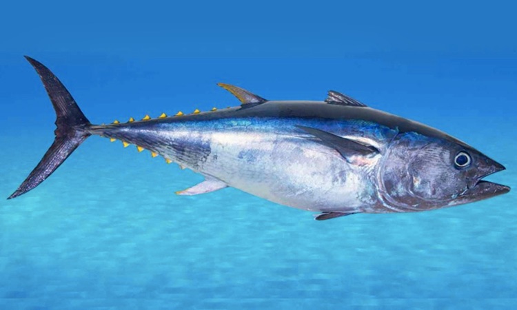 Bonito Fish: All You Need to Know