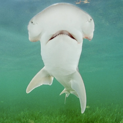 bonnet head shark up close