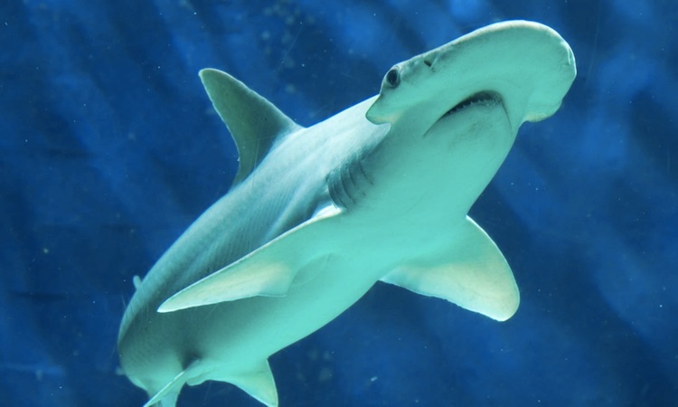bonnethead shark