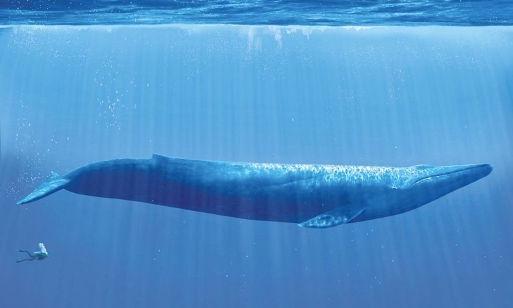 How Big is a Blue Whale Compared to a Human?