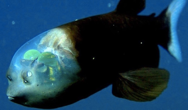 barreleye ugly fish