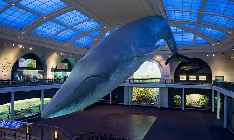 blue whale in museum