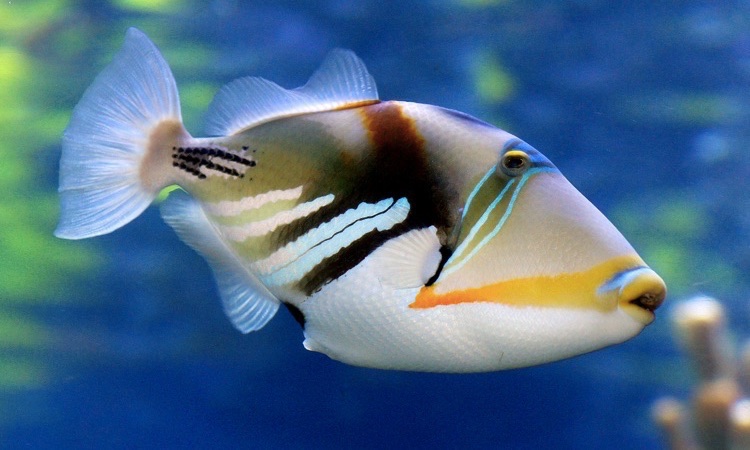 hawaii state fish