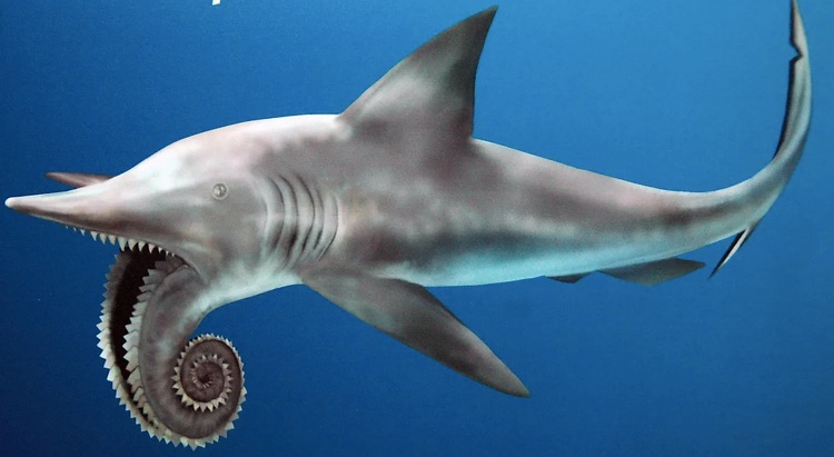 helicoprion with its rolled lower jaw