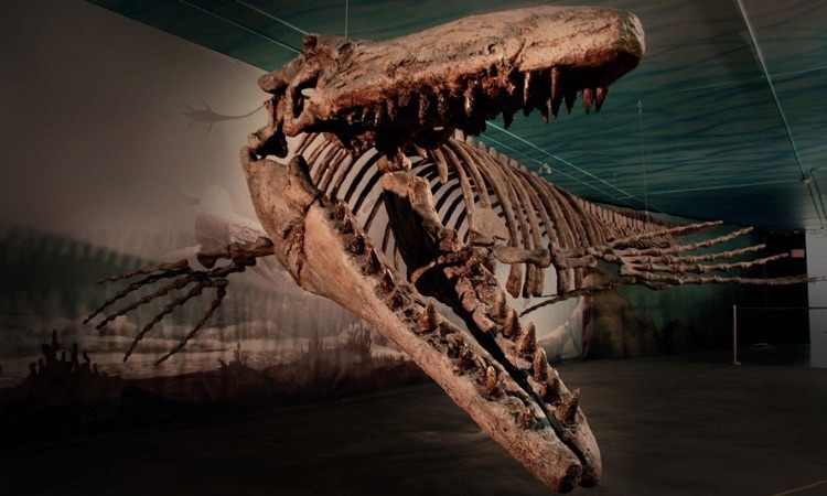 tylosaur in a museum