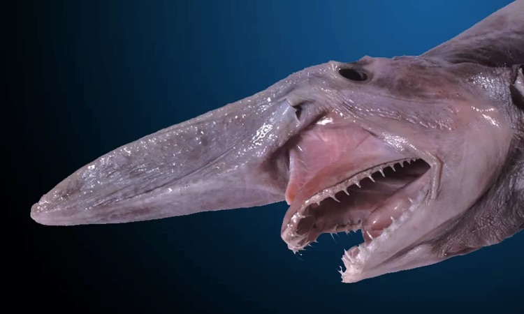 ugliest fish goblin shark