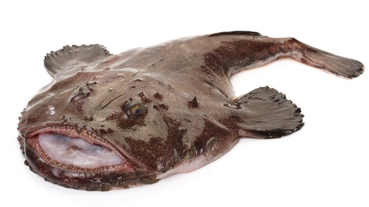 ugly and edible monkfish