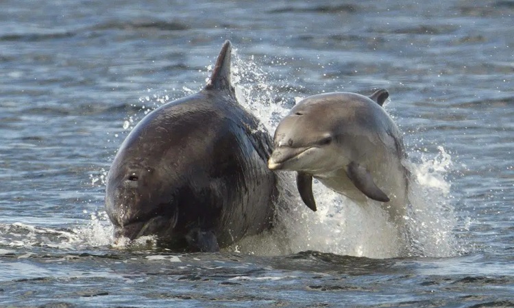 baby dolphin swimming