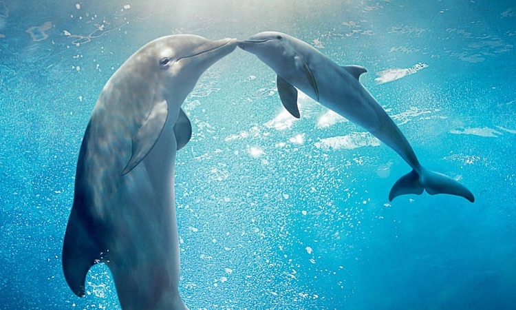 baby dolphin with mother