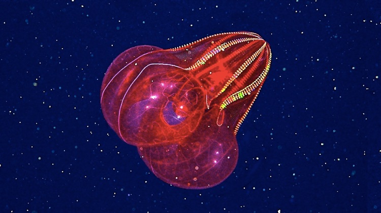 blood-belly comb jellyfish
