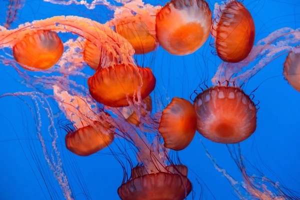deep red jellyfish
