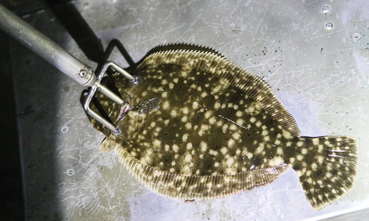 flounder gigging spear