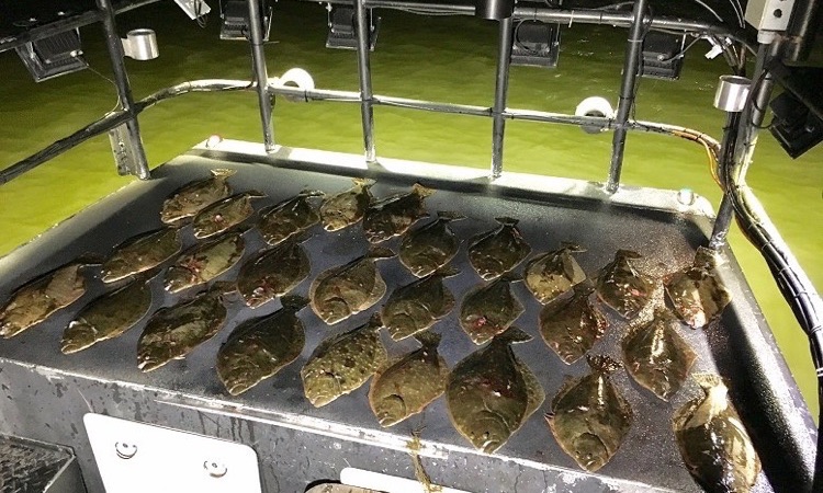 flounders on boat