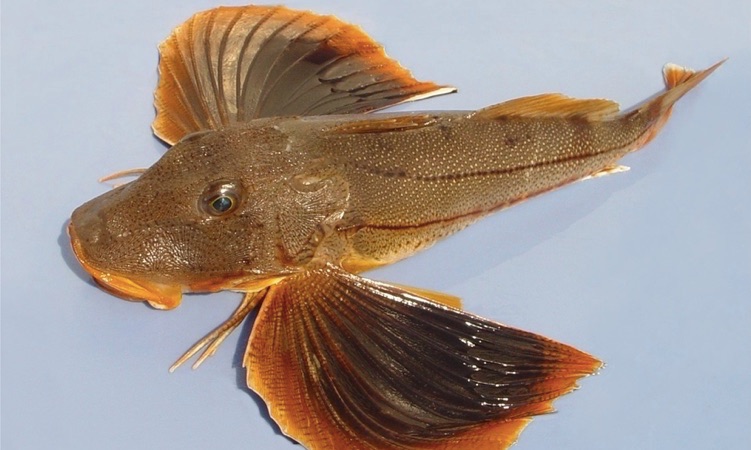 Sea Robin: All you Need to Know