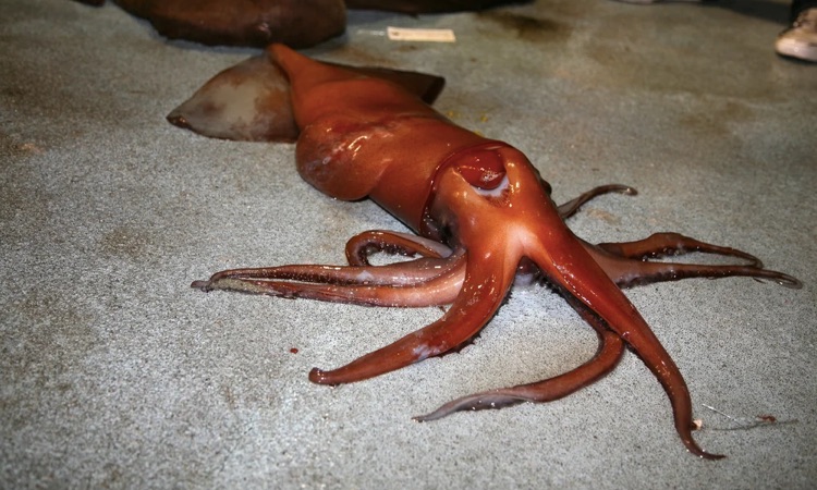 humboldt squid on shore
