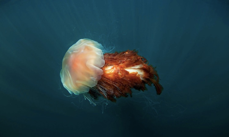lions mane biggest jellyfish