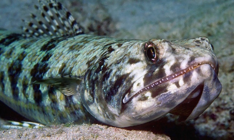 lizard fish on ocean floor