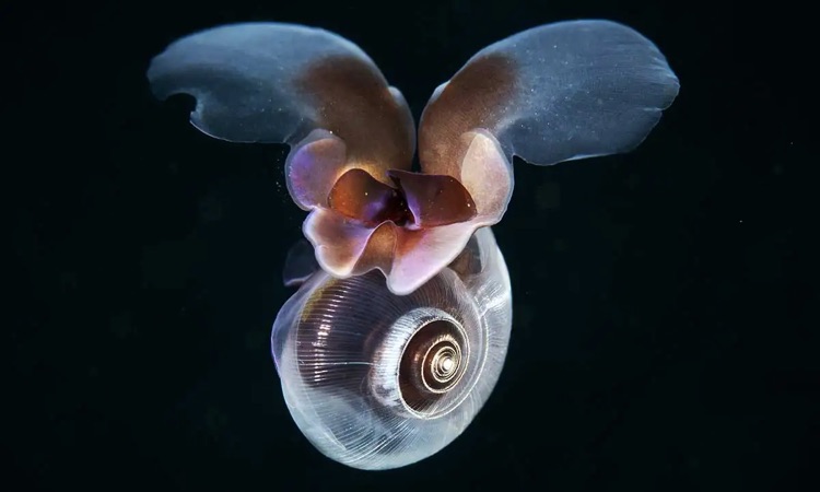 Sea Butterfly: All you Need to Know