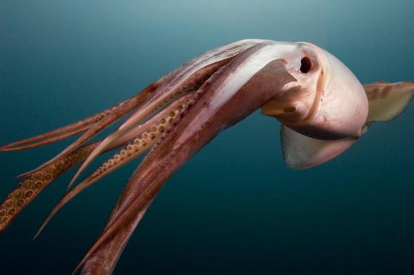 squid swimming