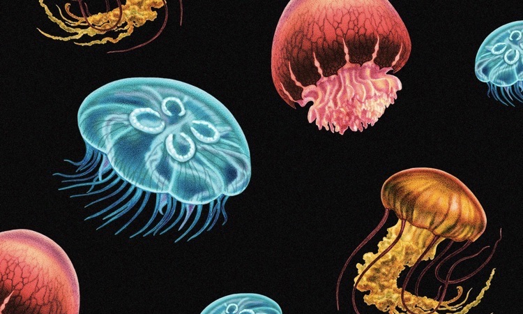 16 Types Of Jellyfish to Learn About