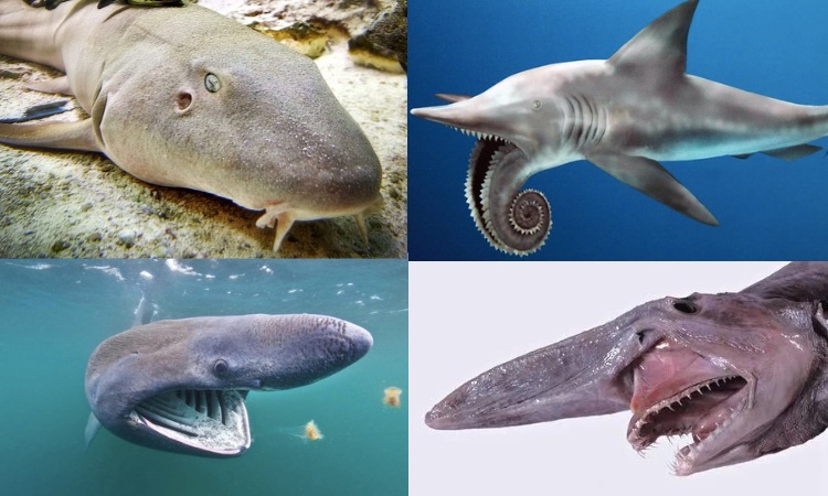 12 Weird Sharks that Inhabit this Planet